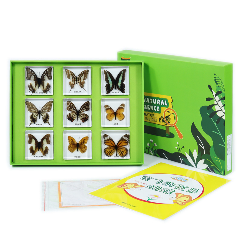 会飞的花朵蝴蝶幼儿园儿童科学实验室9种常见蝴蝶包埋标本
