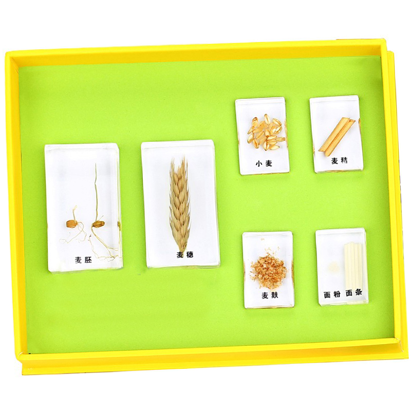 幼儿园益智教具探究器材面食的来源小麦儿童认识植物种子分类标本