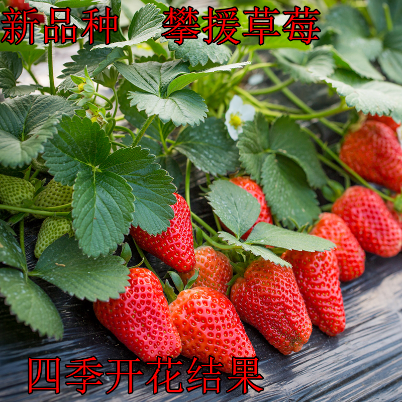 新品种德国进口品种攀援草莓秧苗四季结果树苗
