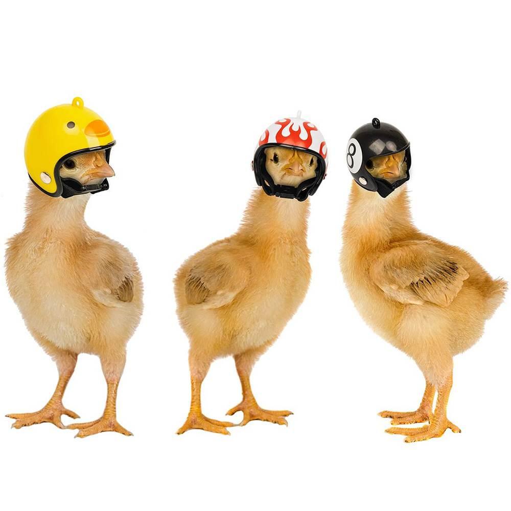 鸡头盔防打架宠物安全帽鸽子鹦鹉鸟头保护套蜜袋鼠机车帽鸭子头饰