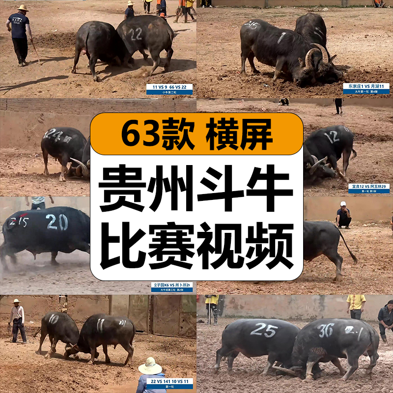 贵州斗牛比赛农村水牛打架抖音半无人直播拉停留人气高清视频素材