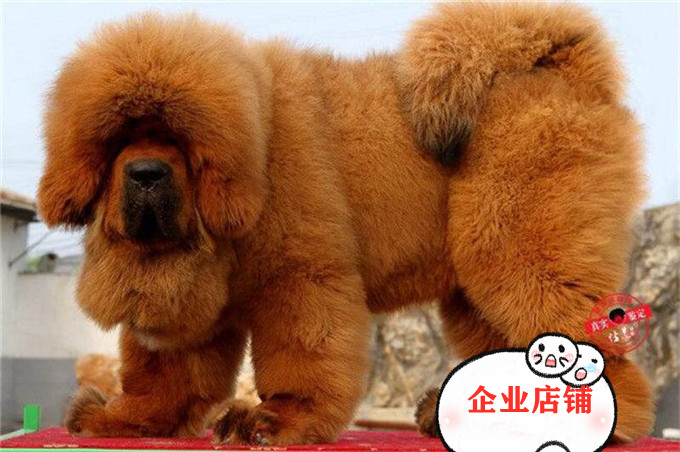 巨型藏獒幼犬出售纯种狮头虎头藏獒大骨架凶猛看家护院雪獒铁包金