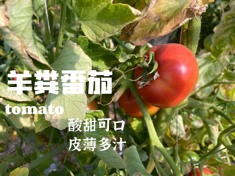 大凉山生态种植 自然熟番茄 生态种植孕妇宝宝西红柿非转基因