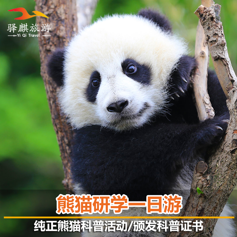 成都都江堰中华大熊猫苑熊猫义工体验一日游志愿者熊猫科普颁证书
