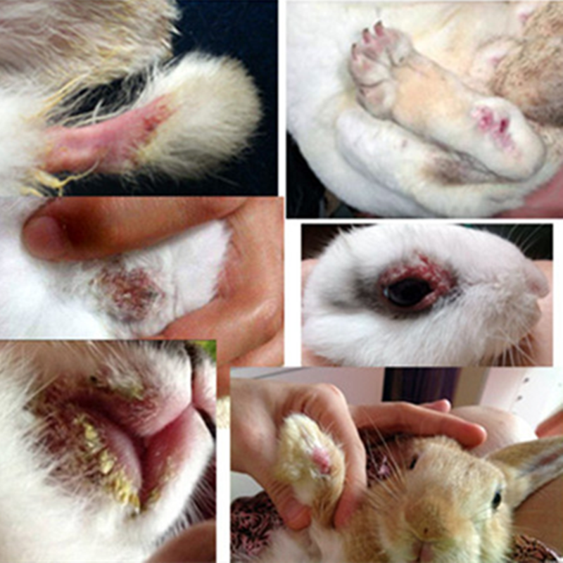 兔真菌治疗宠物猫狗仓鼠兔子脚皮炎螨虫真菌皮肤病皮癣康伊维喷雾