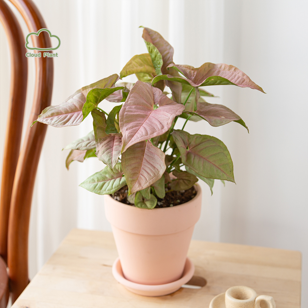 白云植物 | 粉色恋人合果芋粉色红粉佳人盆栽室内花卉绿植桌面花