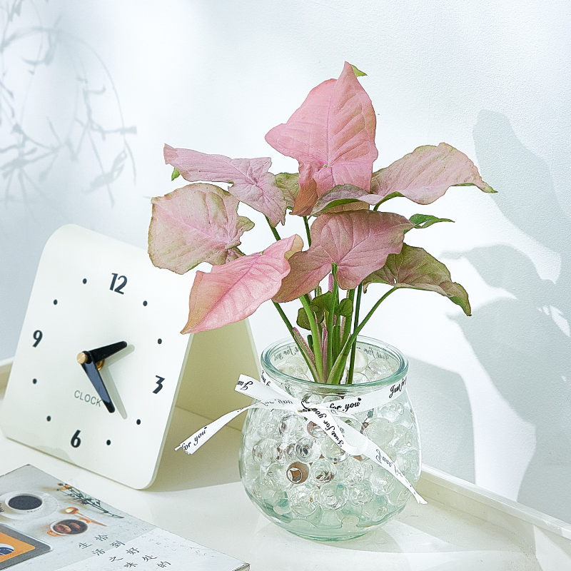 粉红佳人合果芋水培植物盆栽粉色恋人办公室懒人好养室内绿植花卉