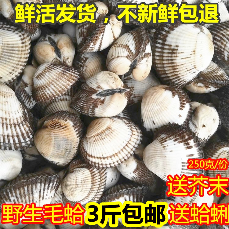 新鲜蛤蜊 鲜活毛蛤蜊 现捕现发野生毛蚶血蛤鲜活小海鲜贝类水产