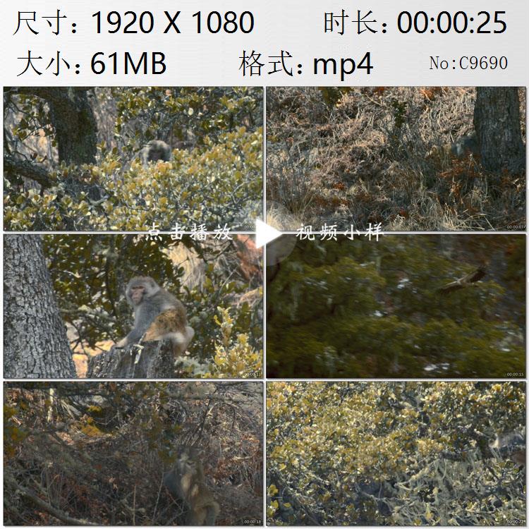 雅鲁藏布江大峡谷猕猴在丛林穿梭镜头特写高清实拍视频素材