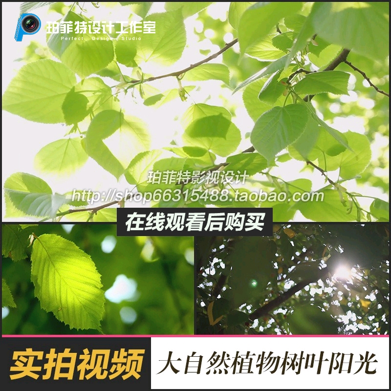 树叶阳光特写 空镜头 大自然 清晨清新环保植物 高清实拍视频素材