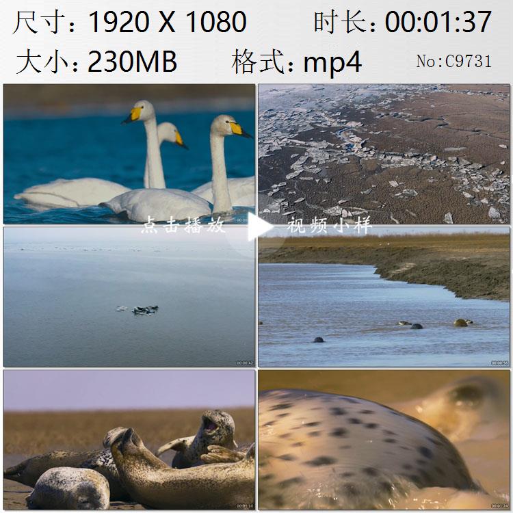 海面越冬大天鹅海冰消融斑海豹栖息泥滩镜头特写高清实拍视频素材
