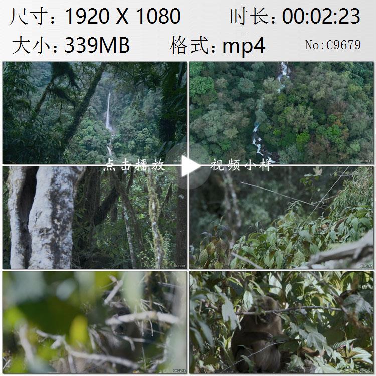航拍雅鲁藏布江大峡谷原始森林白颊猕猴吃树叶镜头特写视频素材
