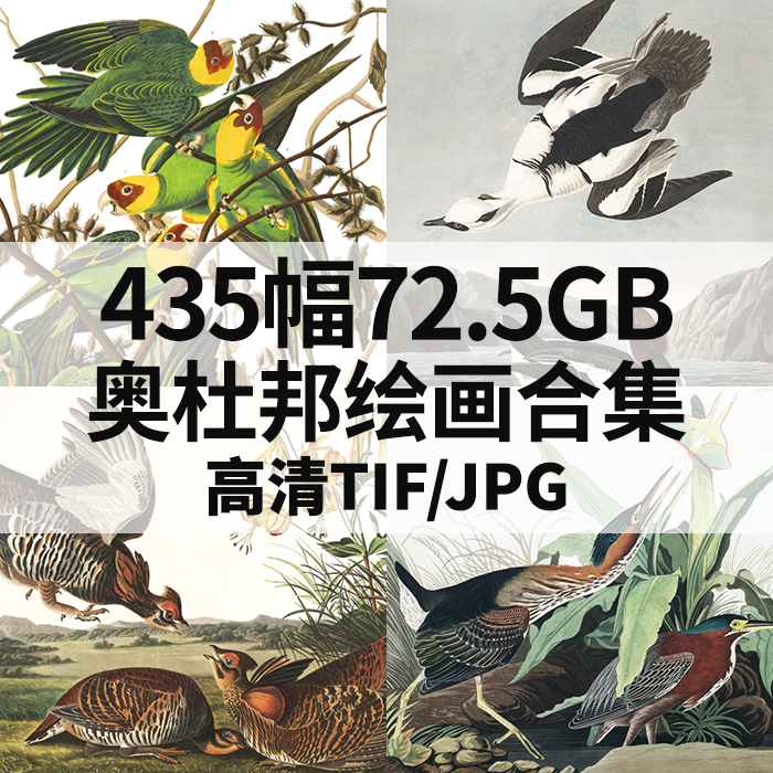 435幅72.5G奥杜邦油画插画合集植物鸟类动物图谱写生电子高清素材