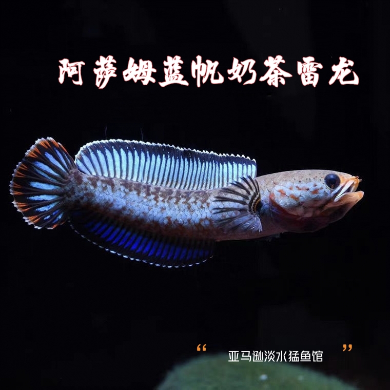 热带鱼阿萨姆奶茶雷龙鱼小型凶猛淡水鱼苗观赏鱼蓝帆奶茶雷龙牙鱼