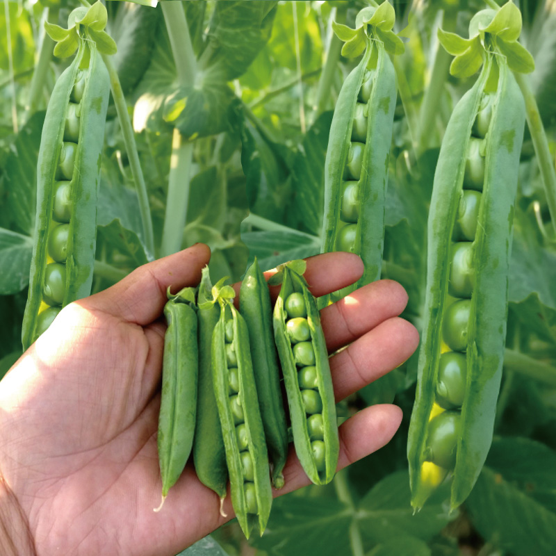 豌豆种子荷兰豆种籽子四季播种菜种大全阳台蔬菜苗菜种孑农家菜籽
