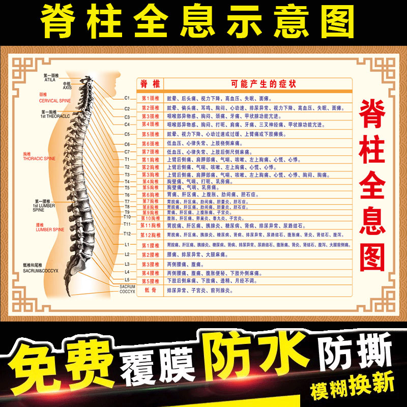 脊柱全息挂图脊柱相关疾病示意图人体骨骼颈椎神经结构海报墙贴