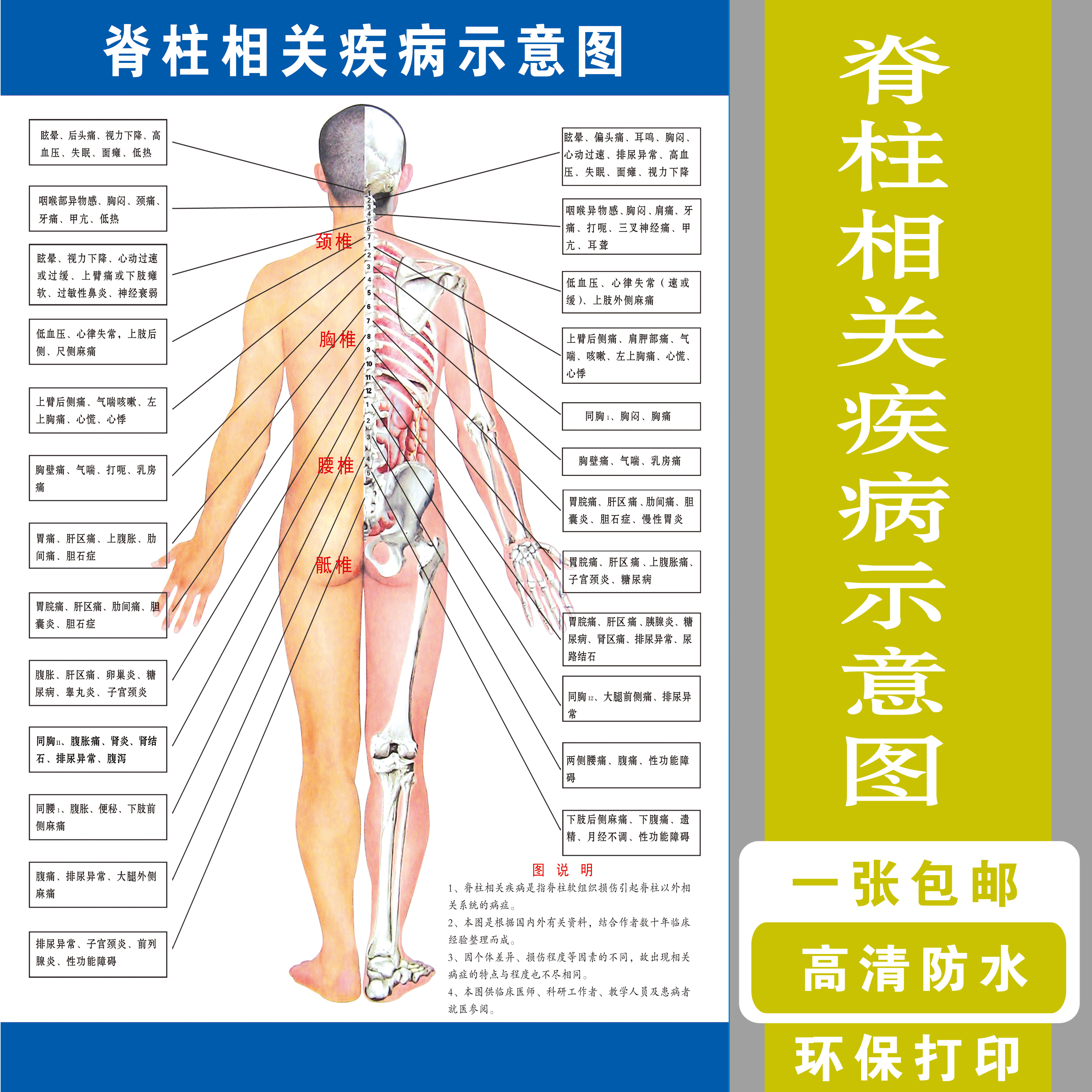 脊柱相关疾病示意图中医养生病理原因结构图挂图海报