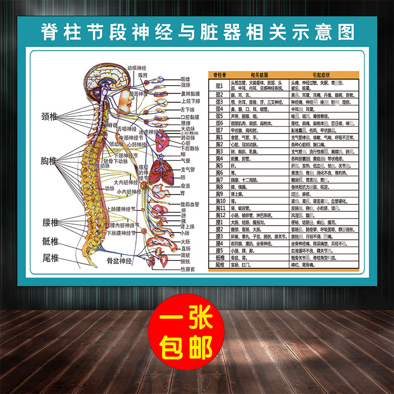 包邮人体脊柱节段神经与脏器相关示意分布图相关疾病图脊椎全息图