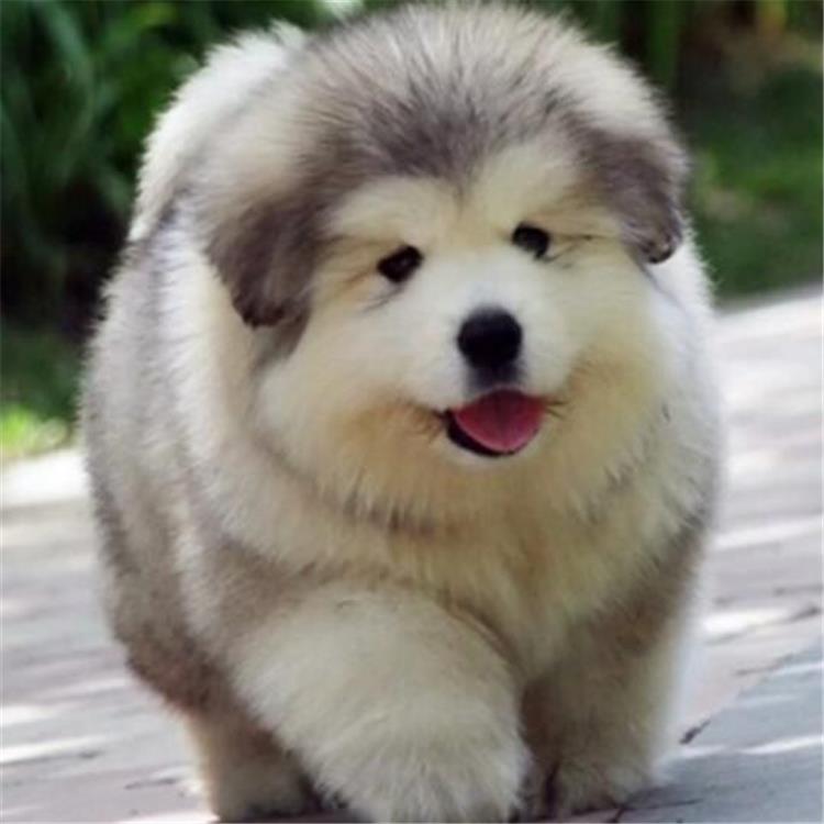 包邮阿拉斯加幼崽巨型犬超大熊版阿拉斯加犬幼金毛狗宠物狗狗