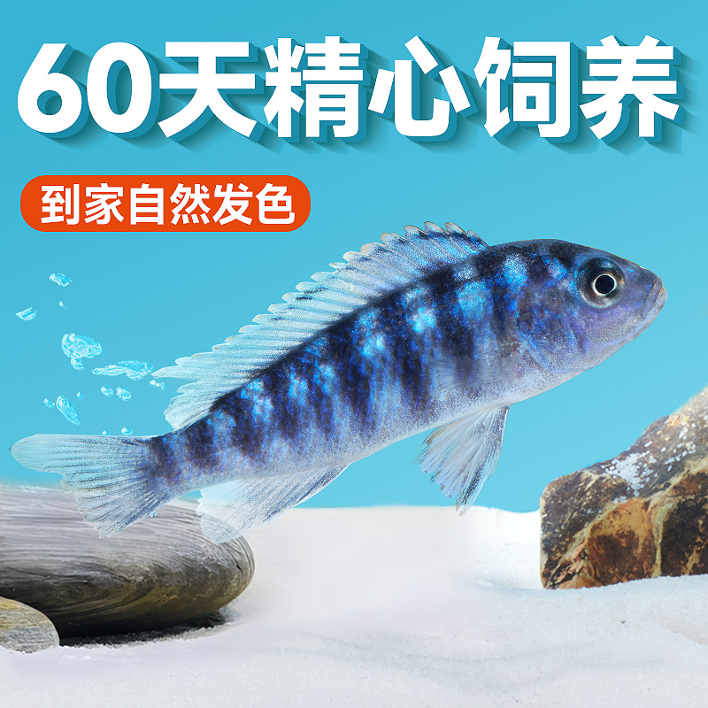 三湖慈鲷鱼马鲷迷你鹦鹉蓝六间小型淡冷水好养耐活热带观赏鱼宠物