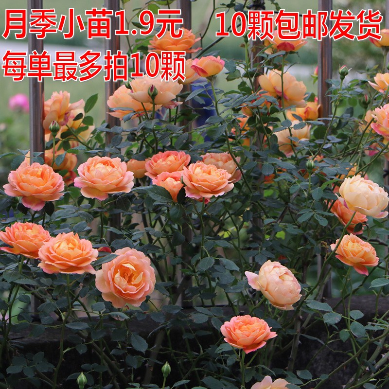 月季玫瑰蔷薇藤本欧月花苗爬藤植物多季开花庭院阳台盆栽绿植花卉