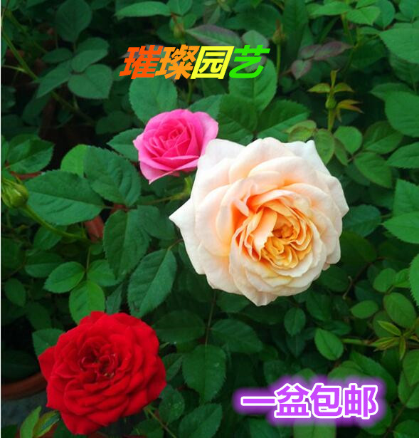 四季欧月 香水月季 玫瑰盆栽带花发多年生木本花期长藤本蔷薇爬藤