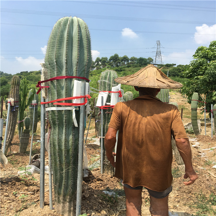 墨西哥国外进口 巨人柱 仙人掌植株高大呈柱状宜在植物园展览温室