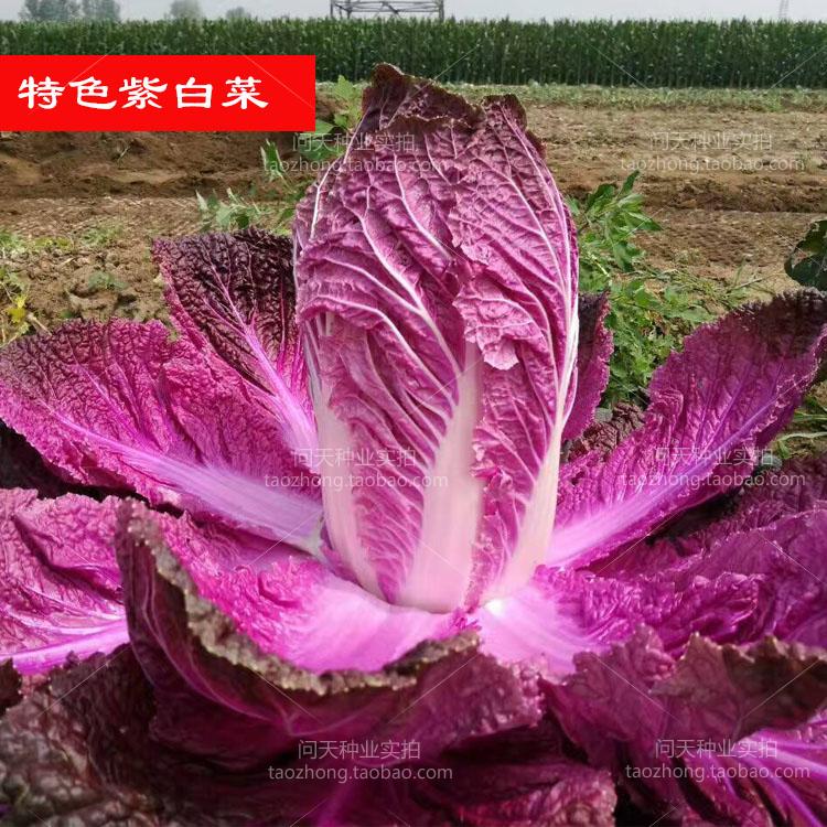 水果紫色白菜娃娃菜结球圆小白油青菜四季春秋季蔬菜水果种子籽孑