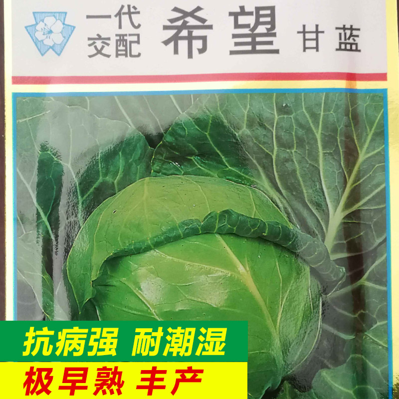 大头菜甘蓝白菜蔬菜种子 希望甘蓝种子 结球甘蓝种子 圆包菜四季