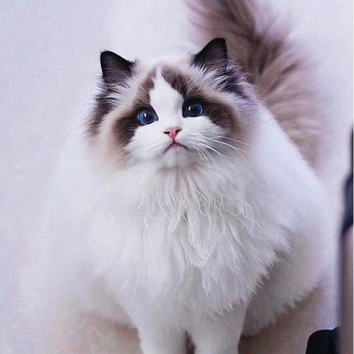纯种海双布偶猫蓝双布偶重点色布偶猫山双布偶猫幼猫蓝眼宠物猫