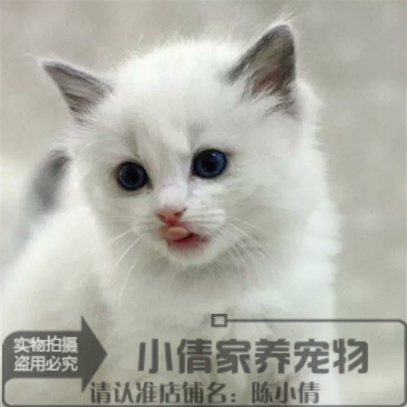 出售纯种布偶猫活体蓝双色海豹重点色手套色赛级布偶幼猫宠物猫x
