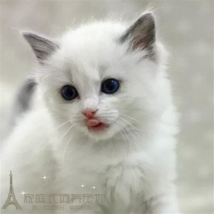 出售纯种布偶猫活体蓝双色海豹重点色手套色赛级布偶幼猫宠物猫p