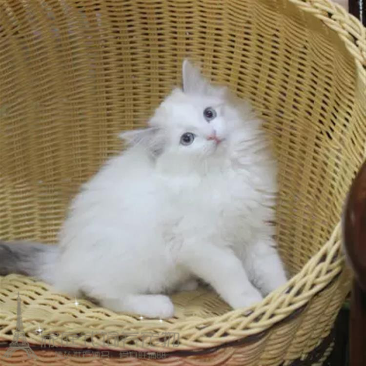 出售纯种海豹蓝双色布偶猫幼猫海豹重点色布偶活体猫咪宠物猫p