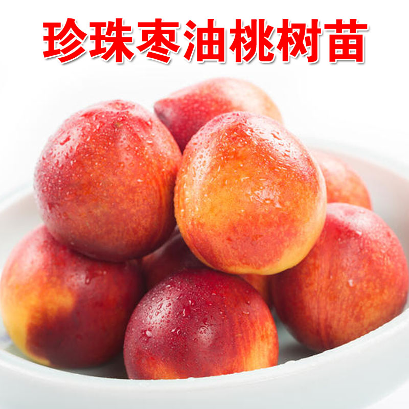 珍珠枣油桃迷你小密油桃嫁接果树苗离核盆栽地栽南北种植珍贵品种