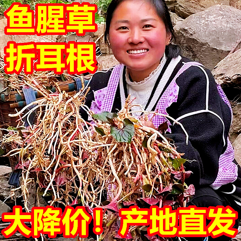 贵州新鲜鱼腥草5斤当季蔬菜凉拌农家现挖嫩叶根嫩芽根折即食耳根