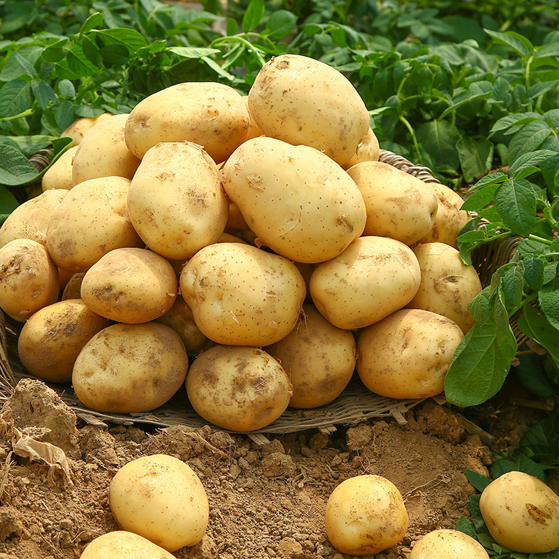 土豆 新鲜现挖高山种植 烧烤土豆鲜蒸洋芋豆豆秦岭山地农产品洋芋