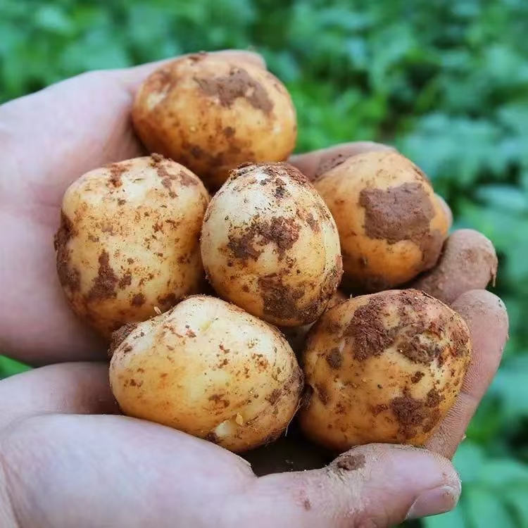 2024土豆马铃薯新农家土豆马铃薯宜昌洋芋黄心土豆老品种马尔科蒸