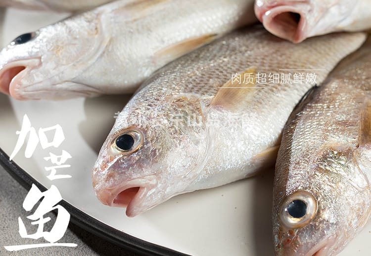 包邮加芒鱼俗称小黄花鱼且吃且珍惜黄小贤东山岛固网鱼叫姑鱼500g