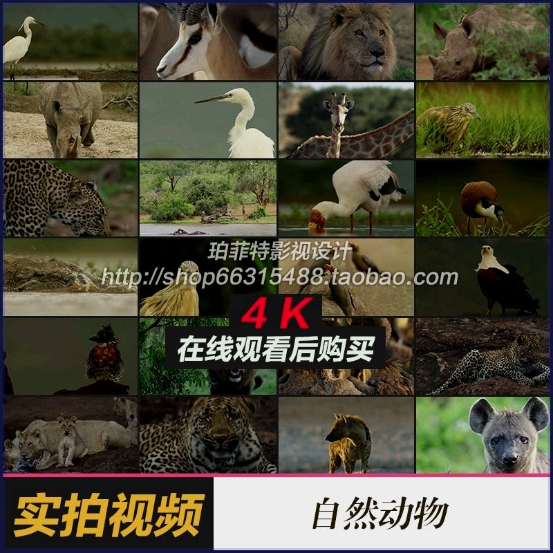 实拍野生鸟类动物世界 飞行哺乳动物园纪录片 超清4K视频素材