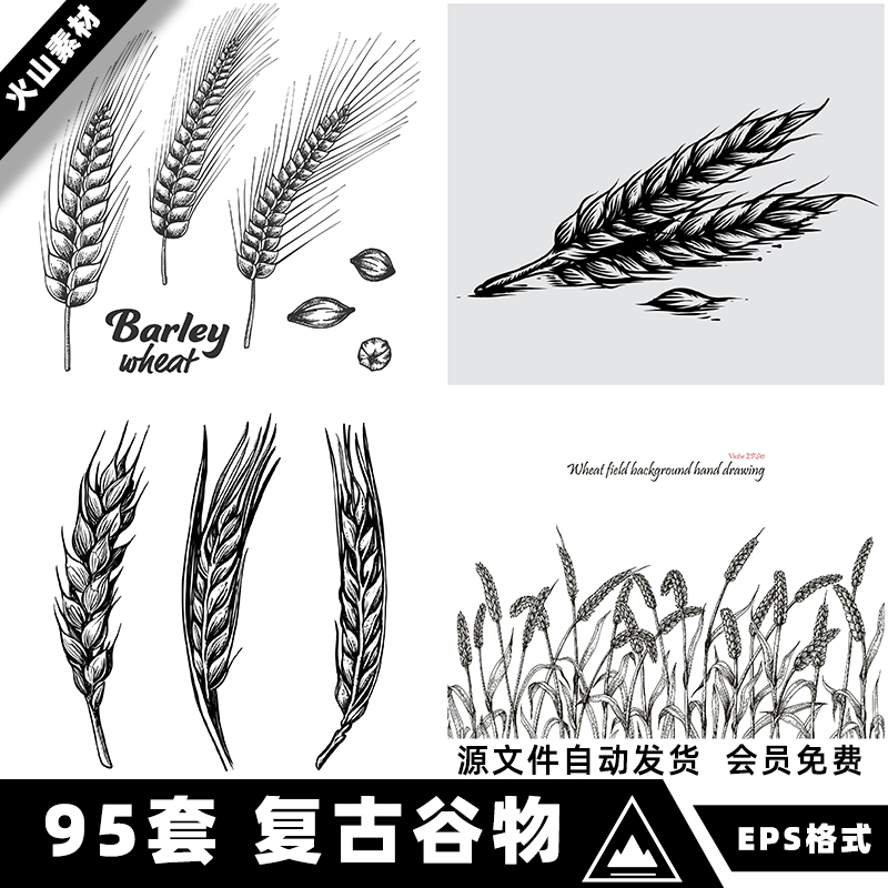 复古手绘谷物水稻大米小麦燕麦玉米黑白线稿插画矢量AI设计素材图