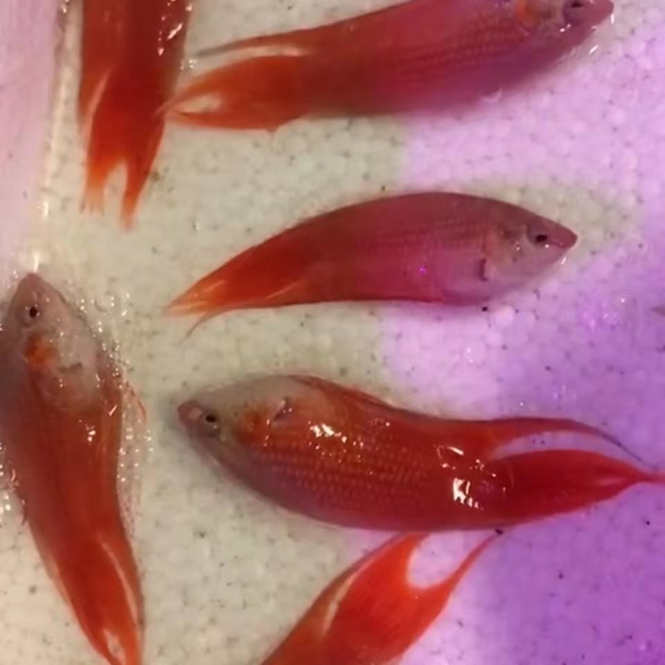 白化红火焰斗鱼小型观赏鱼淡水冷水好养改良中国斗鱼活体鱼鱼苗