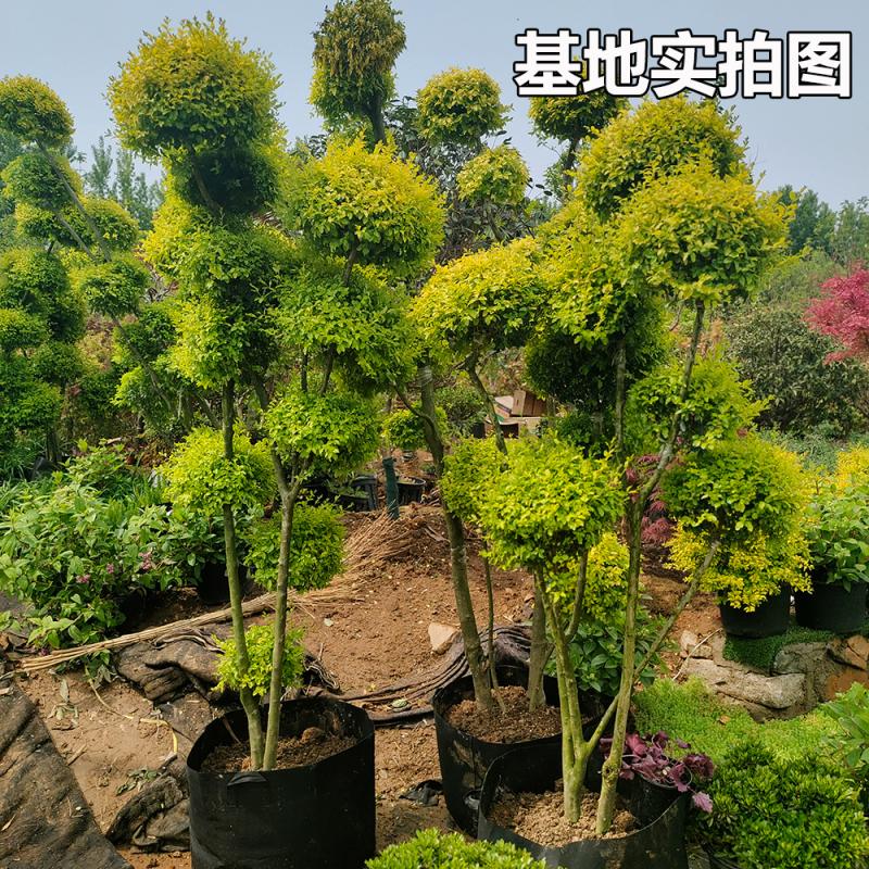 大型柠檬之光室外造型绿植 高2.5米金叶女贞庭院园林绿化植物盆景