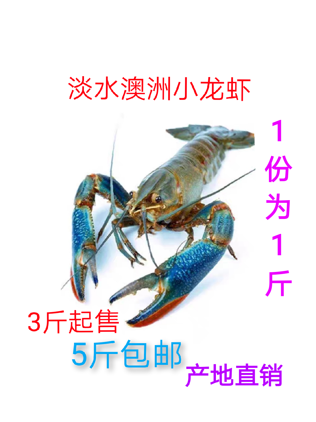 鲜活澳洲小龙虾  淡水小龙虾 干净蓝龙虾 小青龙二斤起发