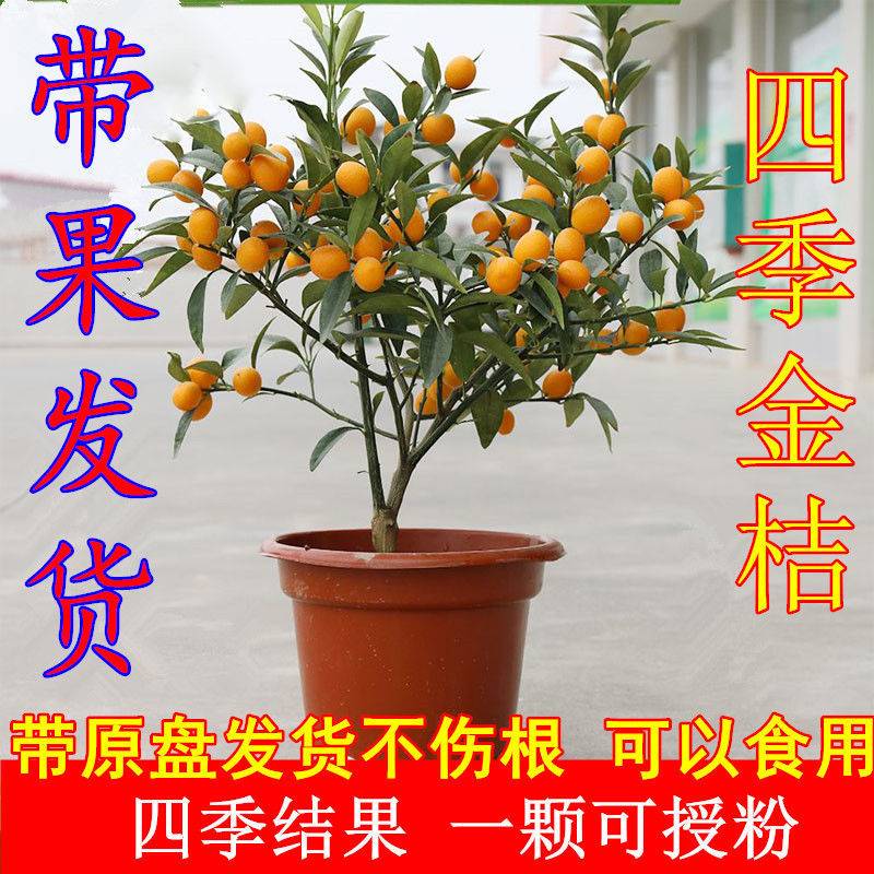 金桔带果发货盆栽树苗四季果树食用小金桔子苗脆皮金橘室内植物低