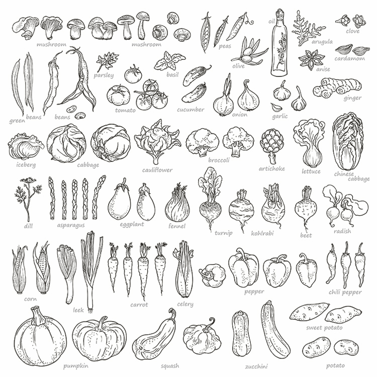 手绘线稿蔬菜图标 线描青菜萝卜瓜类菇调味 AI格式矢量设计素材