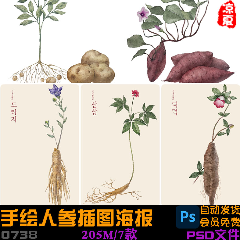 手绘中草药植物人参葛根桔梗红薯土豆插图海报ps设计素材