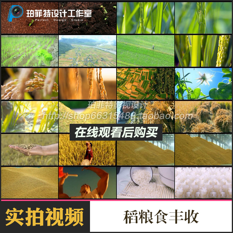 稻子发芽生长水稻粮食丰收农民大米加工大自然高清实拍视频素材