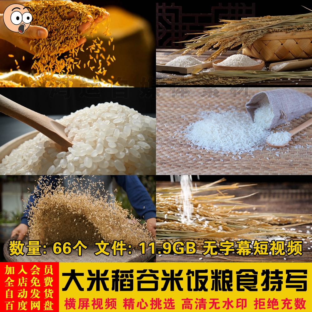 高清有机农业绿色大米稻谷米饭粮食特写镜头自媒体短视频剪辑素材