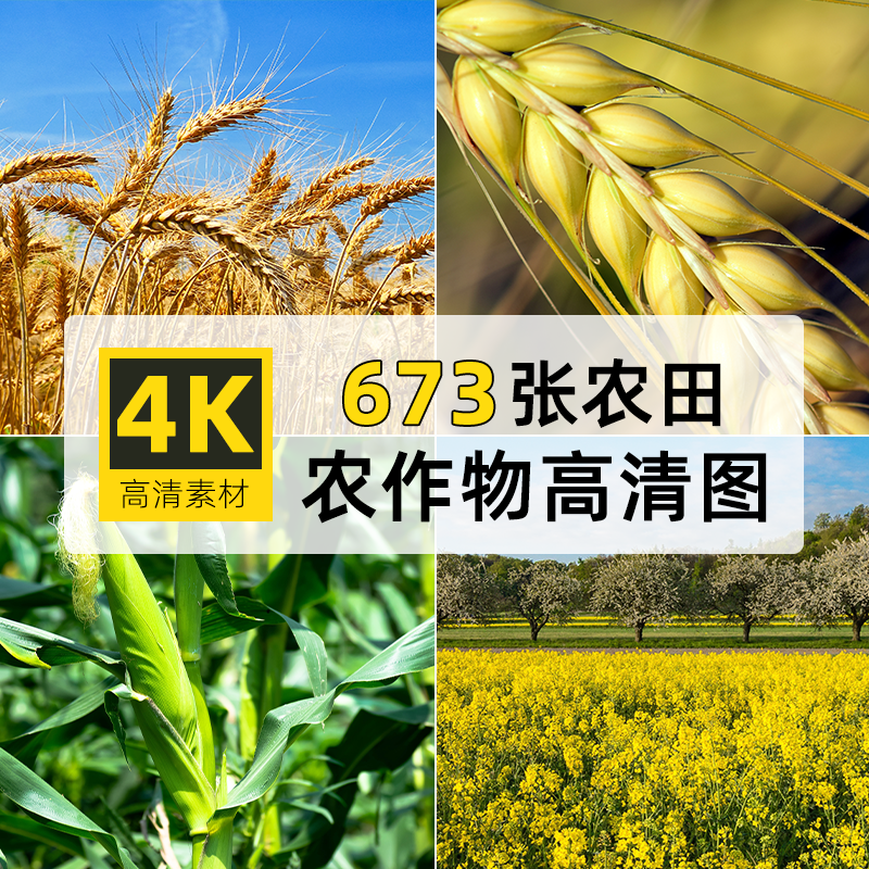高清大图4K农作物玉米高粱小麦水稻田绘画PS背景壁纸摄影图片素材