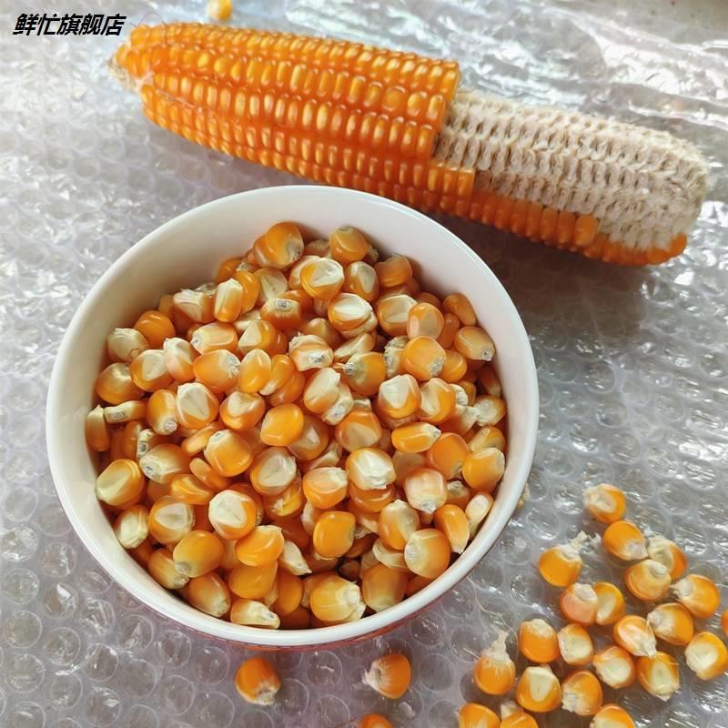 干玉米粒贵州农家自产老品种黄玉米非因非杂交黄包谷粗粮杂粮
